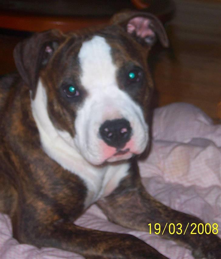 Amerikansk staffordshire terrier Düchezz billede 16