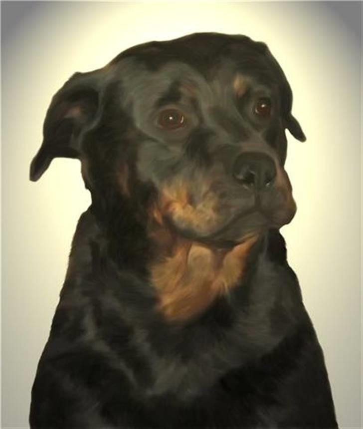 Rottweiler Kira ¤ Himmelprinsesse ¤ - Hej jeg hedder Kira.....velkommen til min profil billede 1