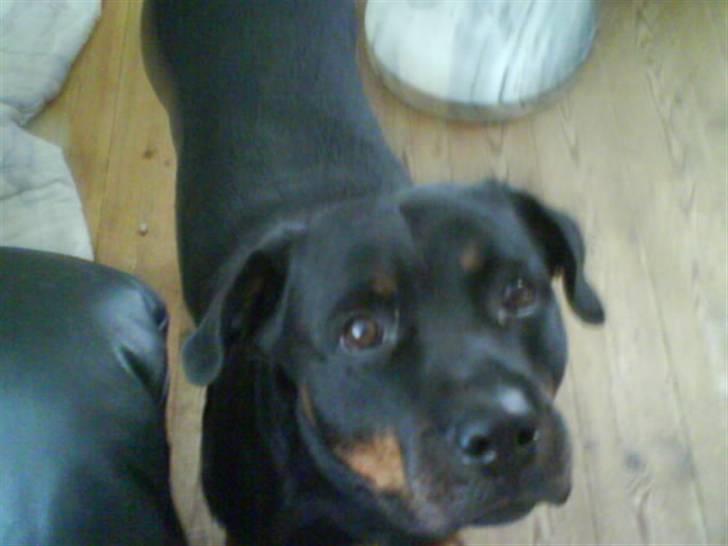 Rottweiler Kira ¤ Himmelprinsesse ¤ - Tager du nu billedr igen moar...... billede 3