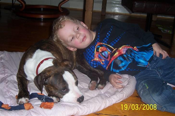 Amerikansk staffordshire terrier Düchezz billede 17