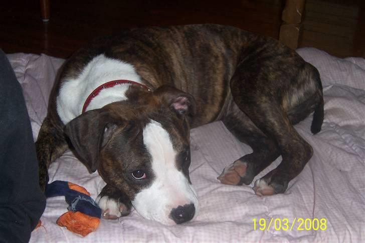 Amerikansk staffordshire terrier Düchezz billede 18