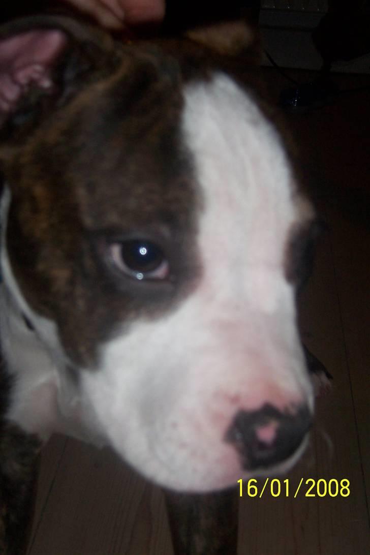 Amerikansk staffordshire terrier Düchezz billede 19