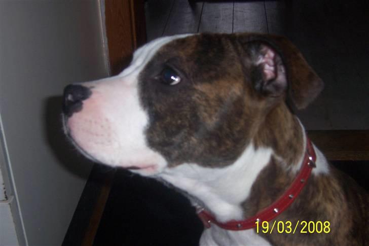 Amerikansk staffordshire terrier Düchezz billede 20