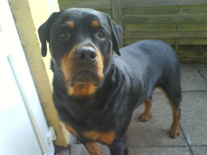 Rottweiler Whiskey - Jeg er blevet smidt uden for døren...Gad vide hvorfor??? billede 2