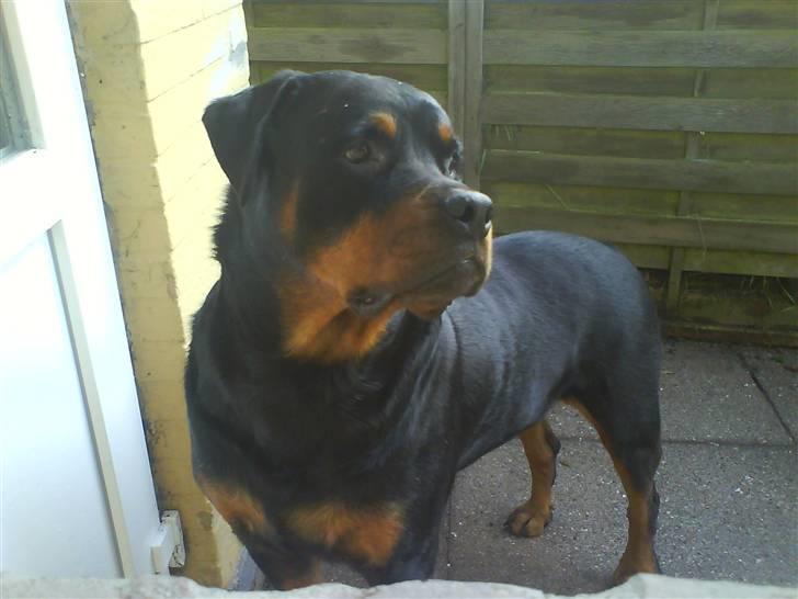 Rottweiler Whiskey - Ulykker.....mig......aldrig..... billede 3