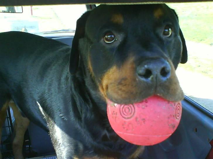 Rottweiler Whiskey - Se min fine bold.... billede 4