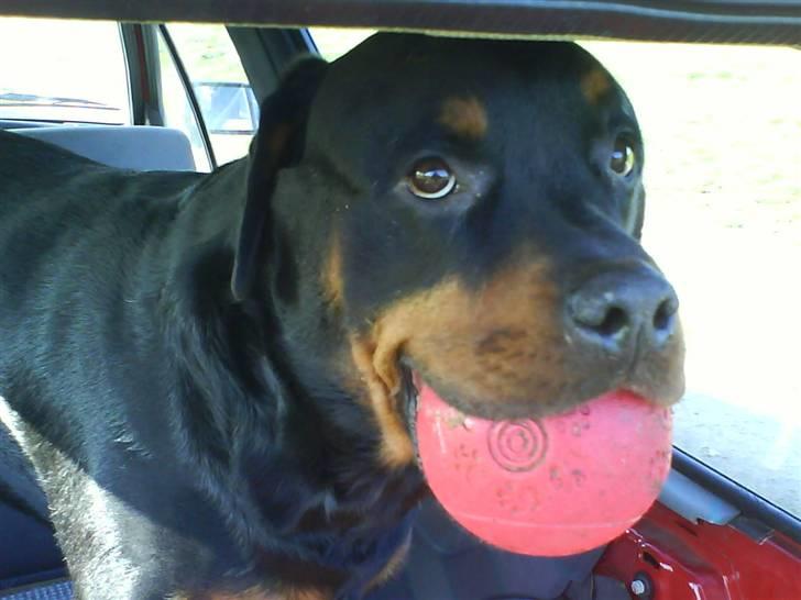 Rottweiler Whiskey - Jeg deler den altså ikk med de andre mor billede 5