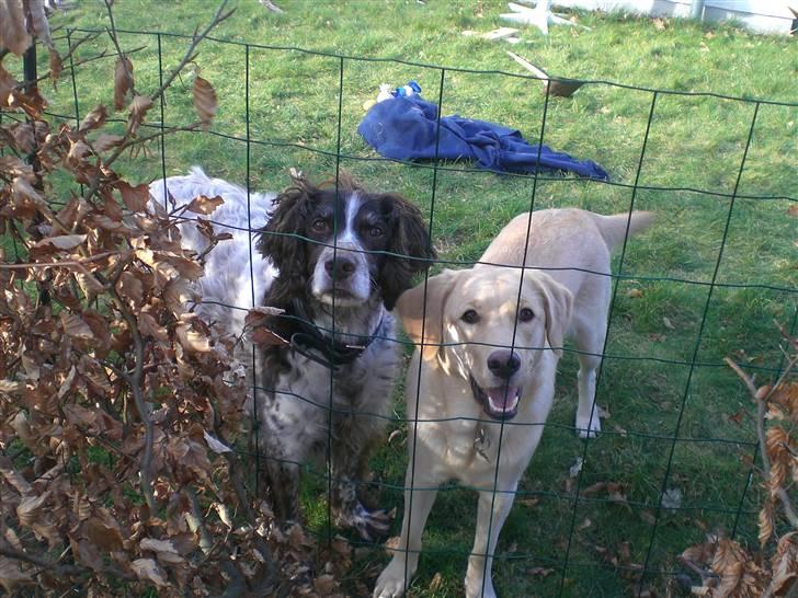 Kleiner münsterländer Bobby - hej med jer det er mig og min ven molly billede 1