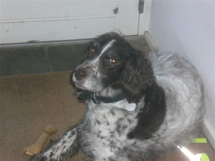 Kleiner münsterländer Bobby - er det et kamera billede 2