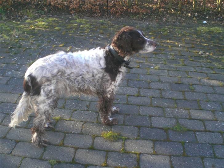 Kleiner münsterländer Bobby - lækker krop billede 3