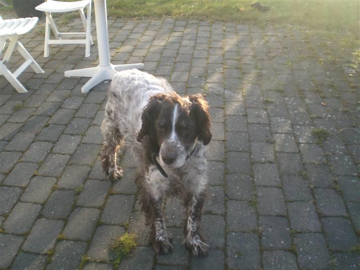 Kleiner münsterländer Bobby - godmorgen  billede 4