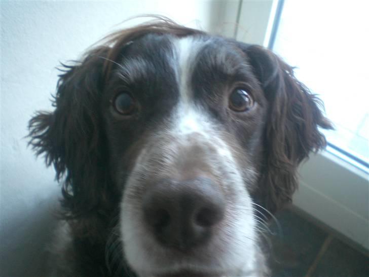 Kleiner münsterländer Bobby - hej!! billede 5