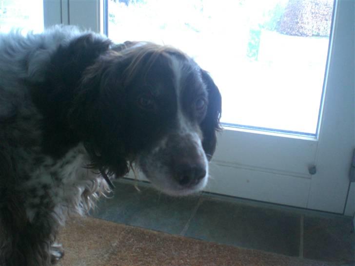 Kleiner münsterländer Bobby - det var dejligt med en lur billede 6