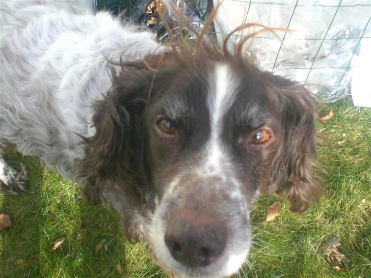 Kleiner münsterländer Bobby - puuh det blæser billede 7