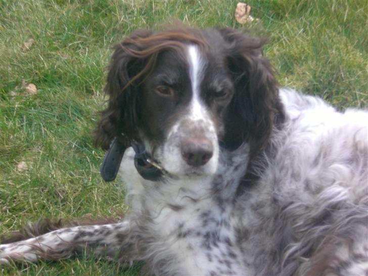 Kleiner münsterländer Bobby - er det en godbid billede 8