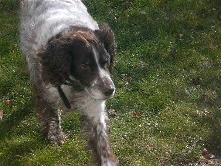 Kleiner münsterländer Bobby - ikke noget som en løbe tur billede 9