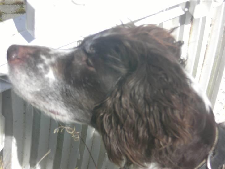 Kleiner münsterländer Bobby - mit smukke ansigt billede 10