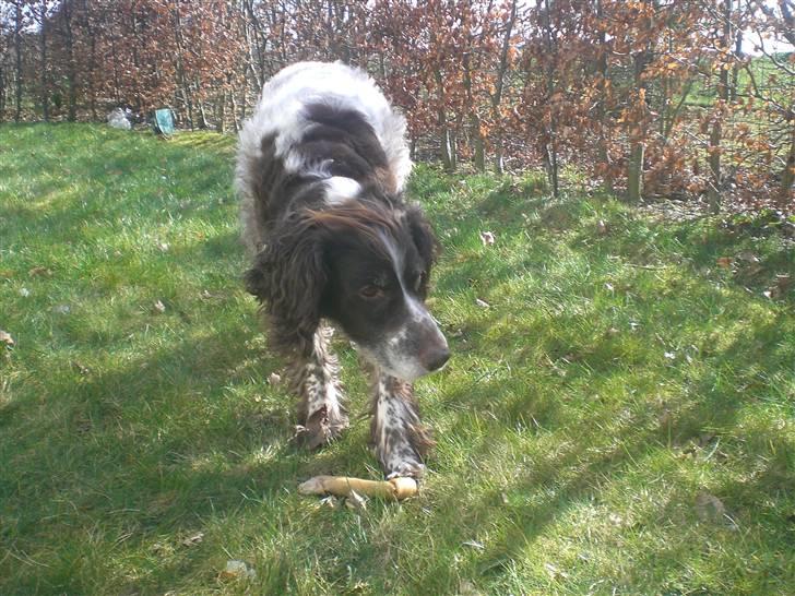 Kleiner münsterländer Bobby - hov hvad er det billede 11