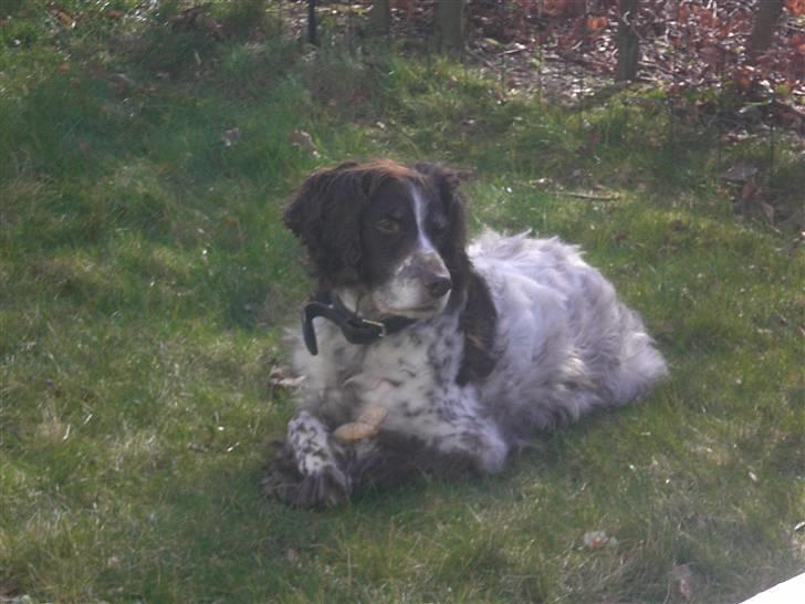 Kleiner münsterländer Bobby - det er nabohunden der kikker på mig billede 12