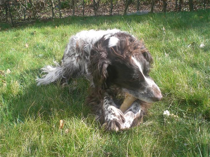 Kleiner münsterländer Bobby - det er mig og mit ben billede 13