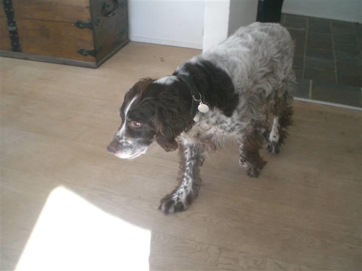 Kleiner münsterländer Bobby - nu skal jeg ud igen billede 14