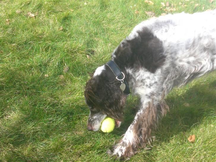 Kleiner münsterländer Bobby - hov der var jeg tæt på at tabe den billede 15