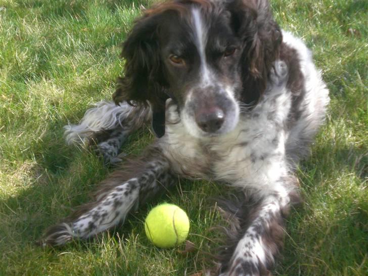 Kleiner münsterländer Bobby - hvad kikker han mund på  billede 16