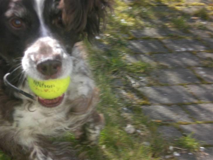 Kleiner münsterländer Bobby - jeg elsker bare når min ejer kaster bolden billede 17