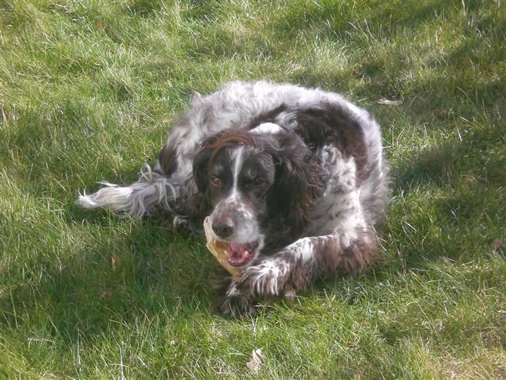 Kleiner münsterländer Bobby - mit ben er bare lækkert billede 18