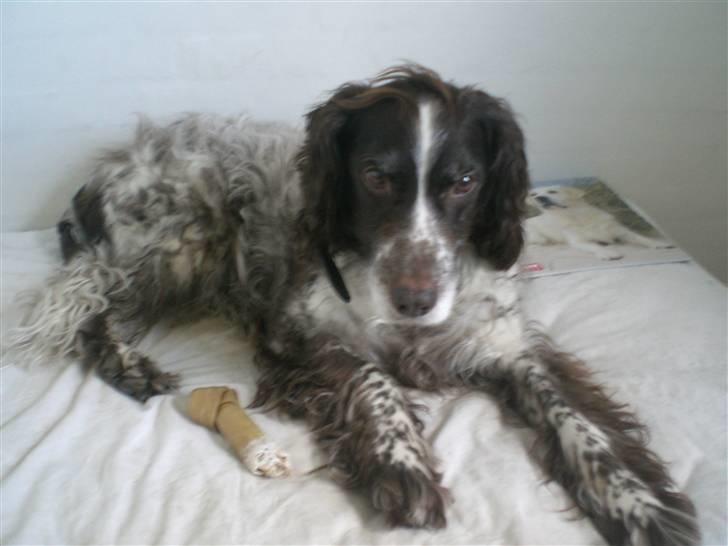 Kleiner münsterländer Bobby - nu slapper jeg af i min ejers seng billede 19