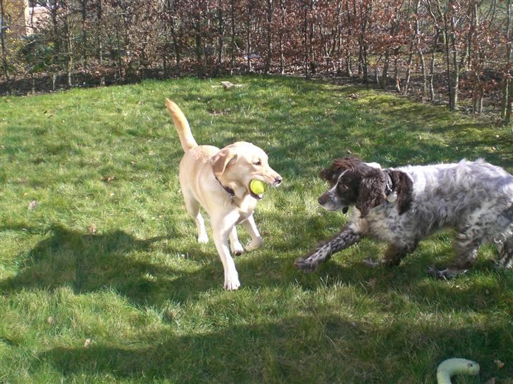 Kleiner münsterländer Bobby - mig og molly leger billede 20