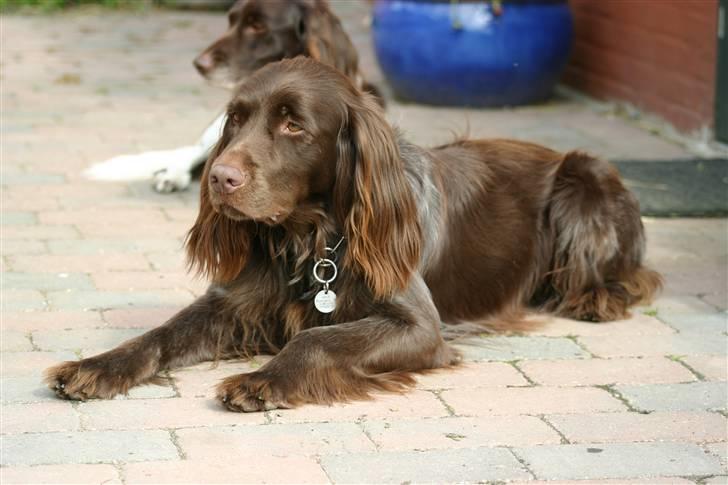 Kleiner münsterländer Arco  billede 1