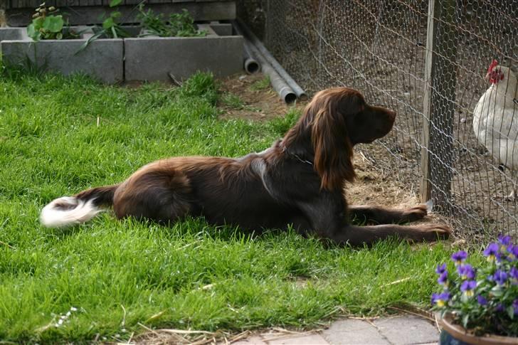 Kleiner münsterländer Arco  billede 2