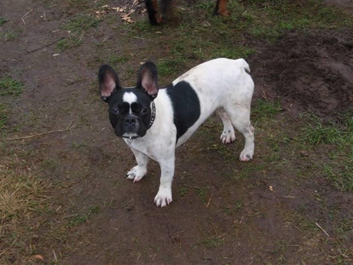 Fransk bulldog Herbie - Så flot er Herbie i dag fra den 3/1-09 billede 1