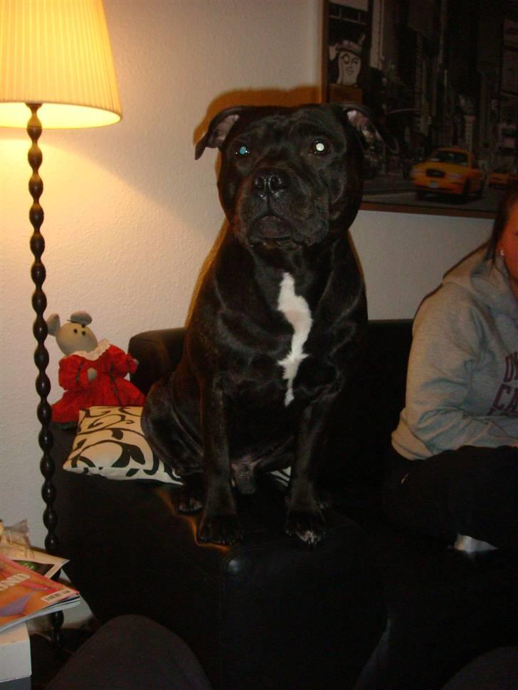 Staffordshire bull terrier Staff Royal Kejser R.I.P - Det er jo ikke for sjov jeg hedder Kejser.. billede 6