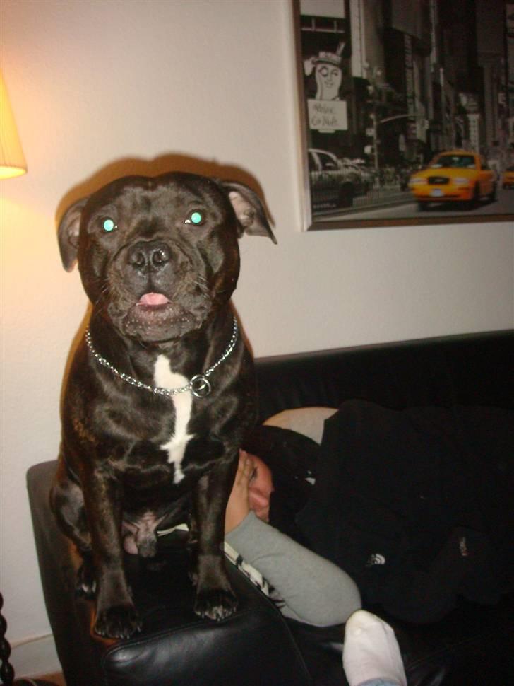 Staffordshire bull terrier Staff Royal Kejser R.I.P - :p billede 7