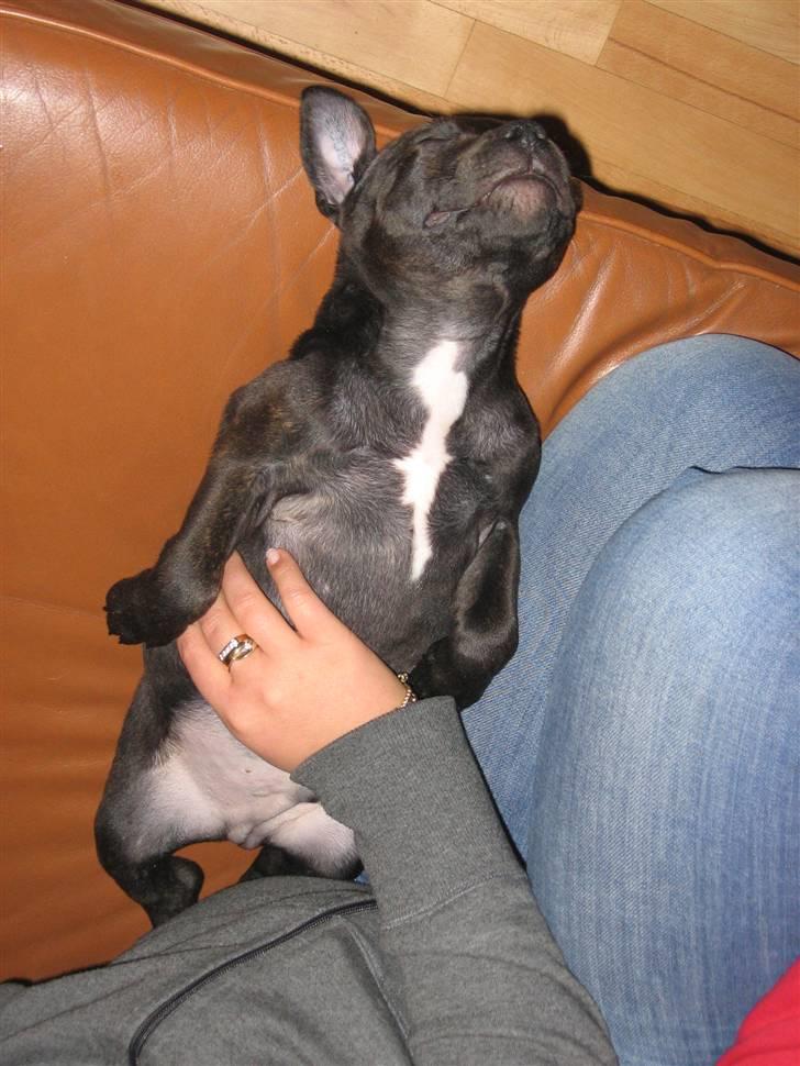 Staffordshire bull terrier Staff Royal Kejser R.I.P billede 8