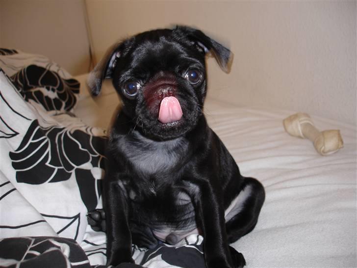 Mops Jay Jay - Jeg rækker tunge af mor. (det orange i hovedet er blitzen) billede 4