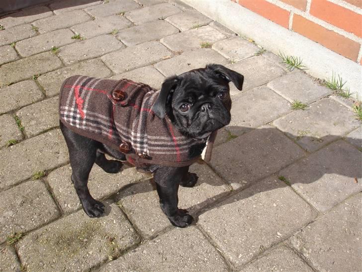 Mops Jay Jay - lækkert at komme ud i solen, men det er stadig lidt koldt.  billede 5