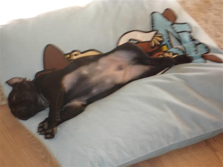 Mops Jay Jay - en lækker flyder.  billede 6