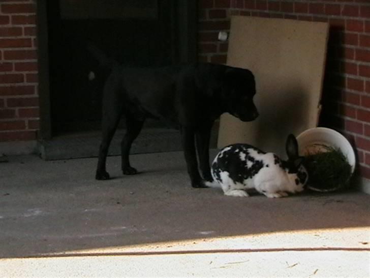 Labrador retriever Tjeko - Her er Tjeko med sin gode ven Fido på 7 kg. billede 7