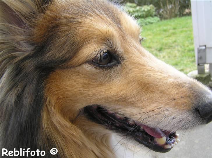 Shetland sheepdog mikkel  (DØD) billede 13