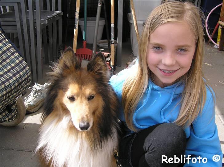Shetland sheepdog mikkel  (DØD) billede 14