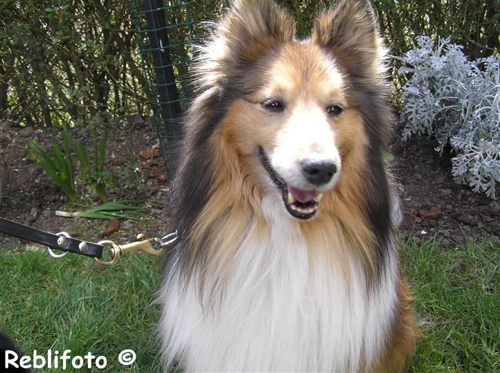 Shetland sheepdog mikkel  (DØD) billede 15