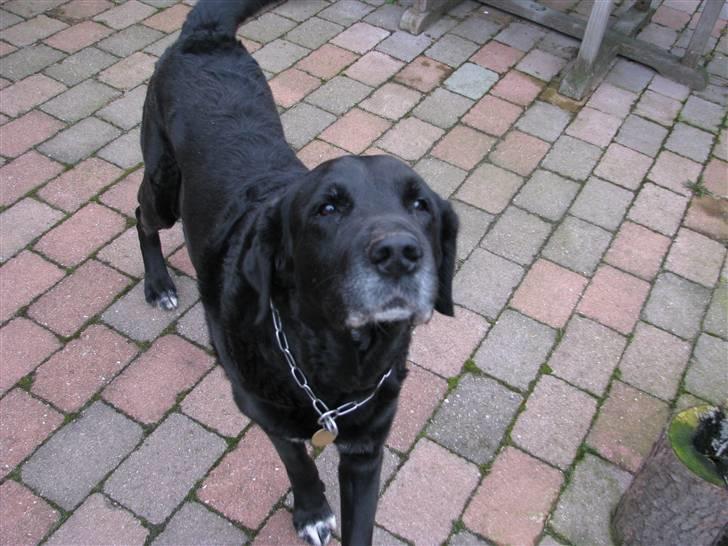 Blanding af racer Laban - Puuhaah.. det er godt nok hårdt at være mig.. billede 2