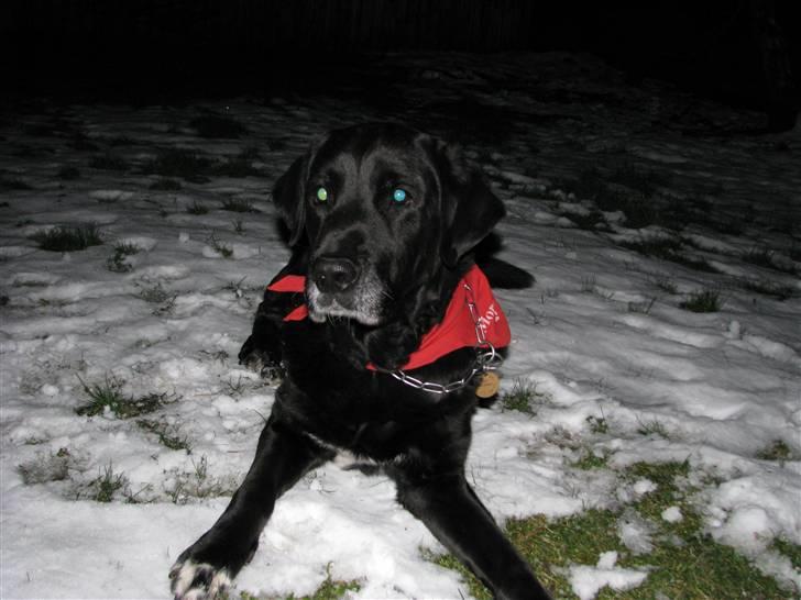 Blanding af racer Laban billede 3