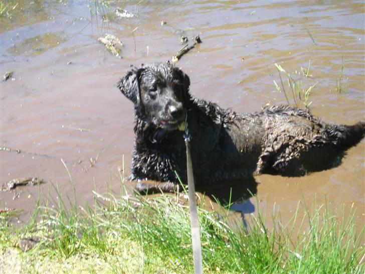 Blanding af racer Laban - En varm dag i dyrehaven.. godt med en mudderpøl til at køle ned.. billede 4