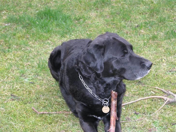 Blanding af racer Laban - Det er MIN pind.. du skal ikke så meget som tænke på at tage den..! billede 5