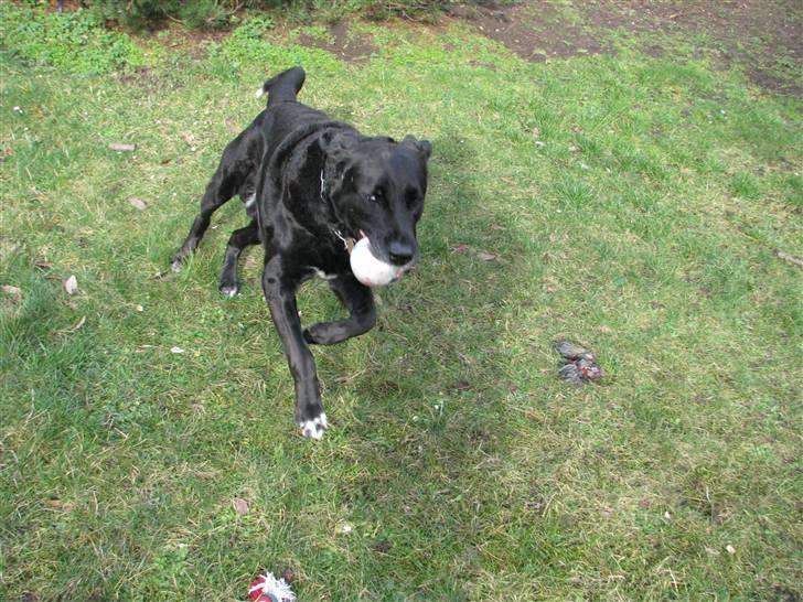 Blanding af racer Laban billede 6