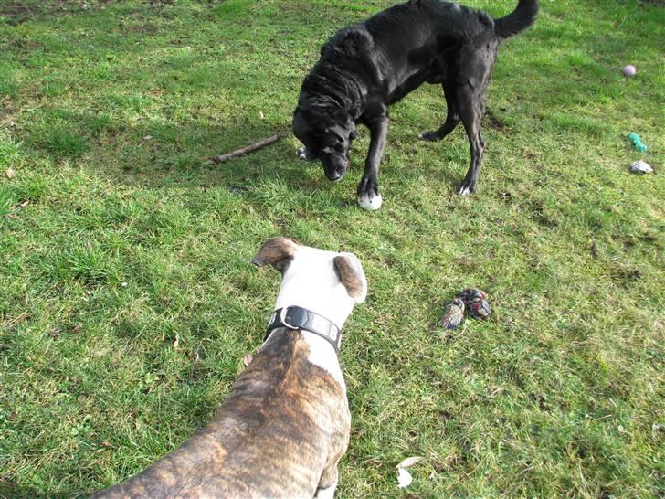 Blanding af racer Laban - Nej.. det er min bold.. (Emma min søsters hund, er også på hg) billede 7